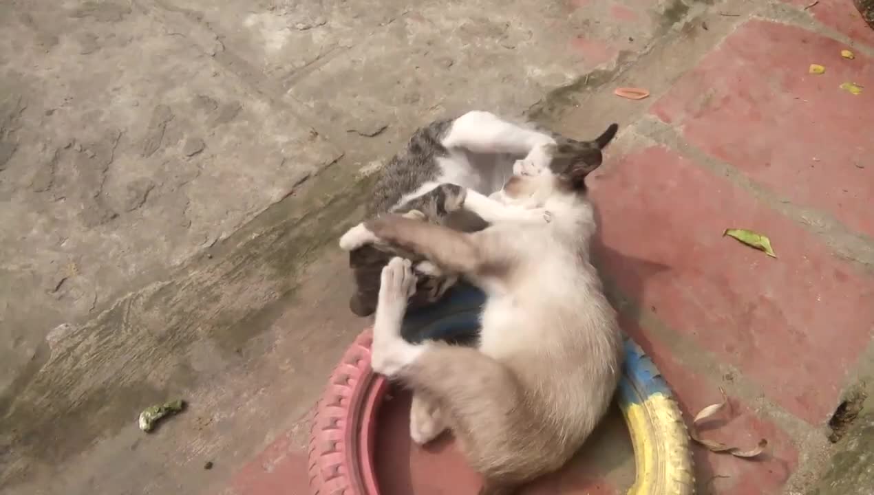 2 A CAT HAPPY