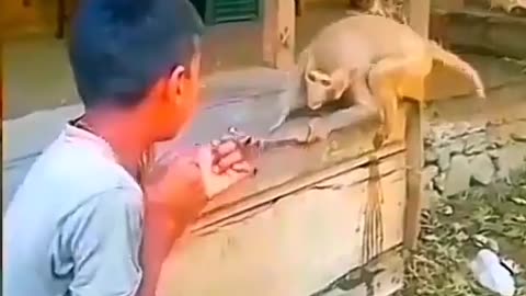 Monkey and boy fight 🤣🤣🤣🤣🤣🤣🤣🤣