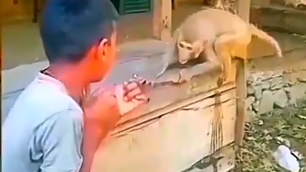 Monkey and boy fight 🤣🤣🤣🤣🤣🤣🤣🤣