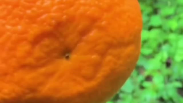 😍🍇🥭Farm Fresh Ninja Fruit Cutting (Desi Satisfying Fruit Ninja) 🍇🥭Fruit Ideas | Amazing Fruits 😍🍇