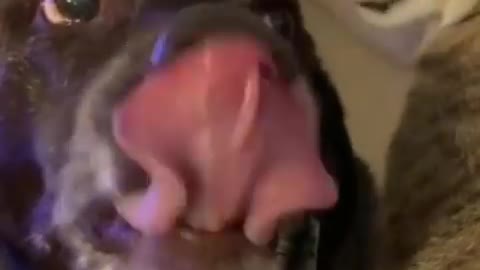 dog getting affection