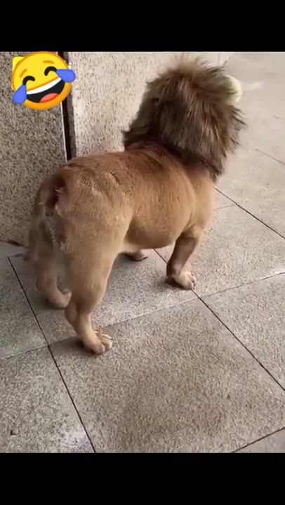 Funny dog video🤣/#shorts