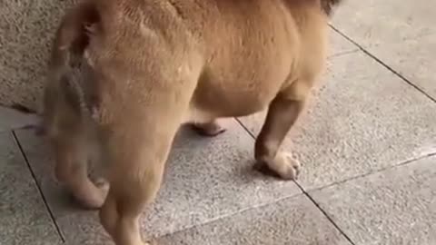 Funny dog video🤣/#shorts