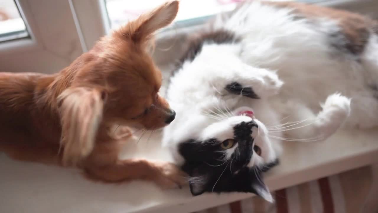 Cat and dog Chihuahua dog and fluffy cat on the window sill in home