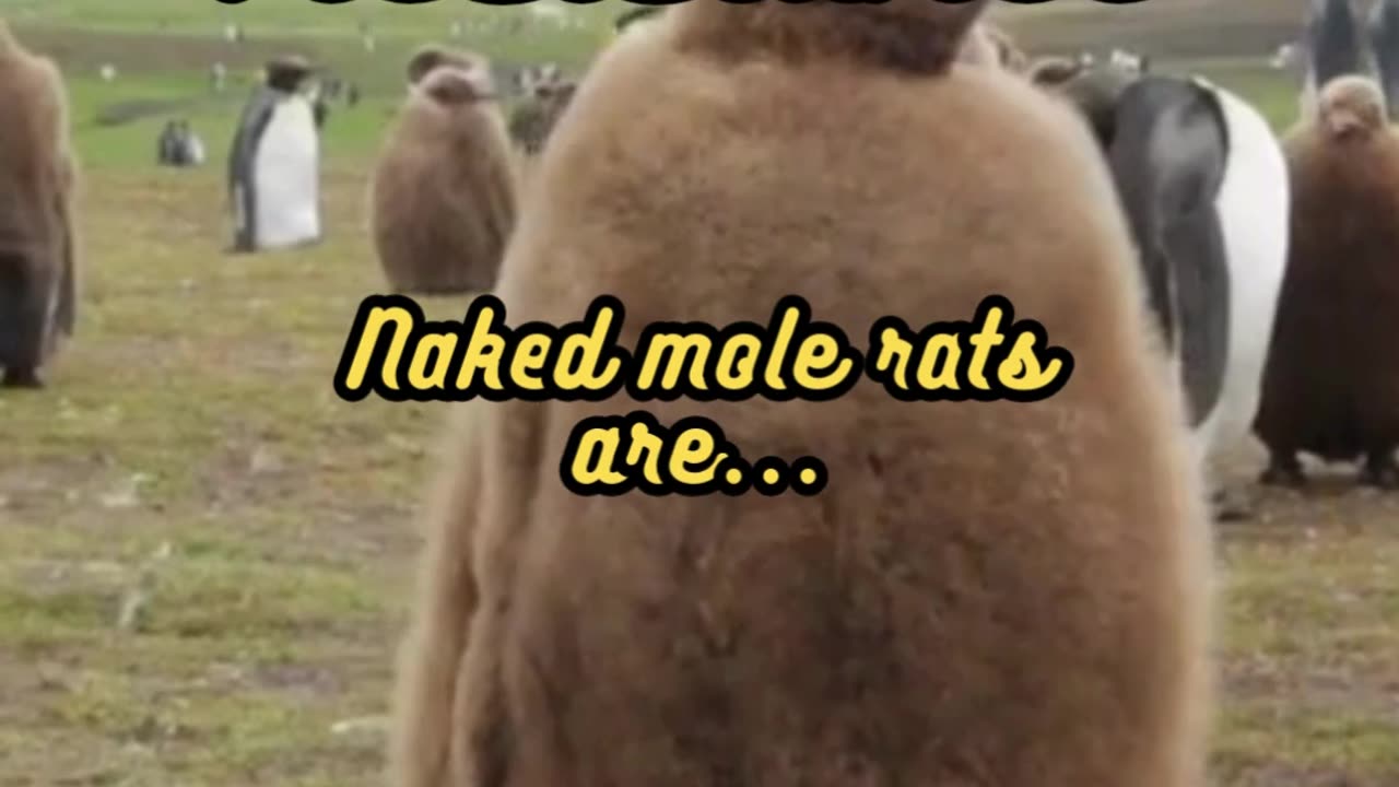 Animal Facts Naked Mole Rat Longevity #shorts