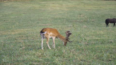 Deer eating video