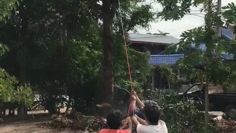 Tree Nearly Falls on Dogs