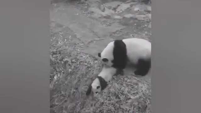 Funny panda | panda mischief