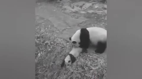 Funny panda | panda mischief