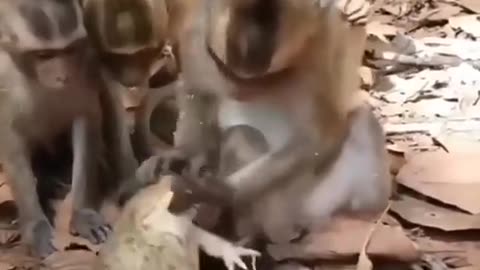 monkey fight