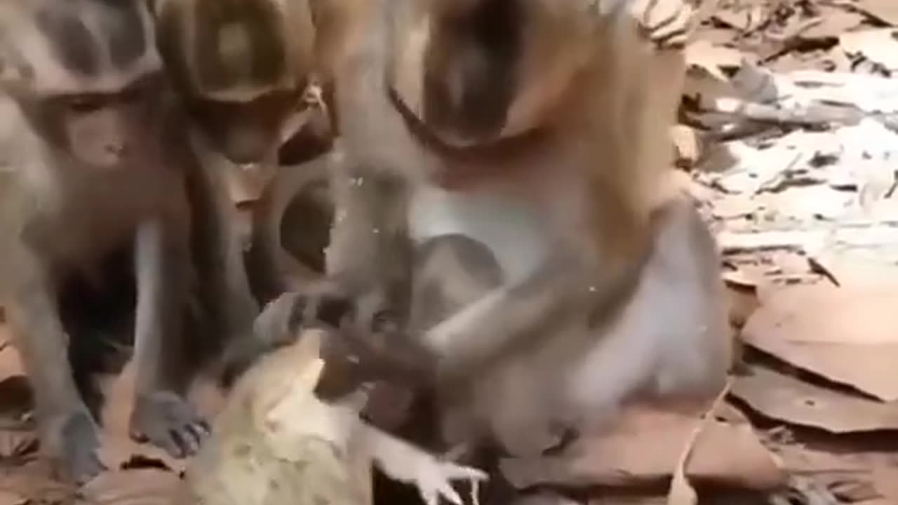 monkey fight