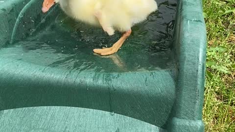 Gosling Gets Stuck on Slide