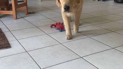 Puppy Dog Pounces After Slowly Stalking Its Human