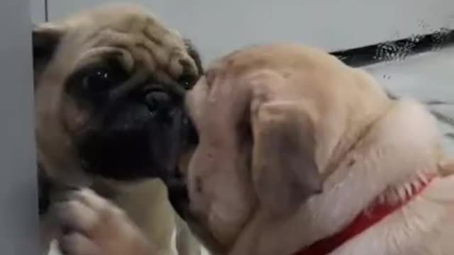 Local Pug goes viral on TikTok