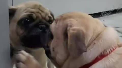 Local Pug goes viral on TikTok