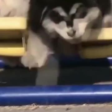 PETS NEVER LIE ABOUT LOVE-28 #shorts