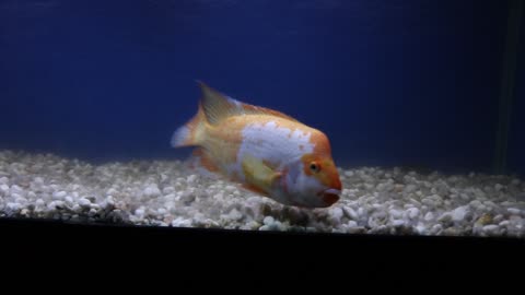 Red Devil Cichlid