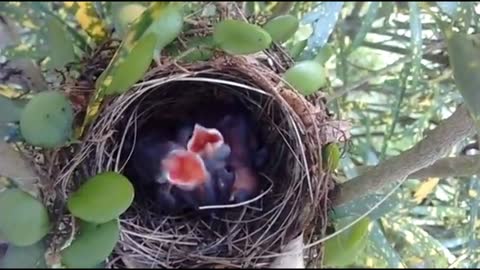 Beautiful new born baby birds