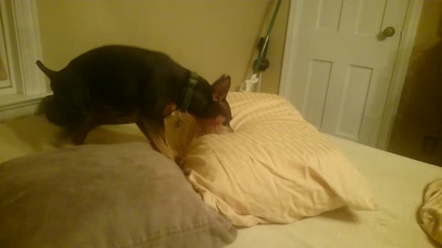 Miniature Pinscher has a problem with a new pillow