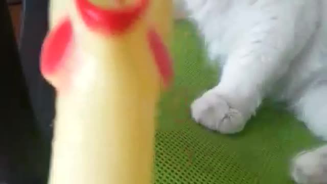 Cat sitting in chair started by chicken toy