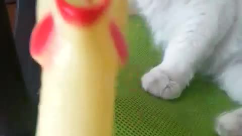 Cat sitting in chair started by chicken toy