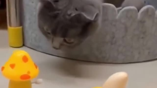 Funny cat interesting video