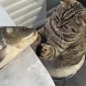 😺looking at this fish,I can’t do anything.