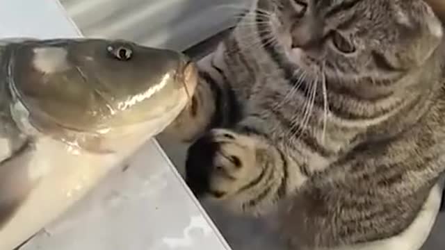 😺looking at this fish,I can’t do anything.