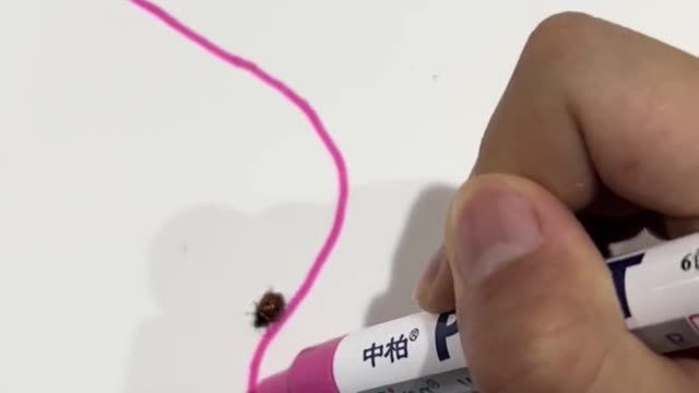 Why does the ladybug follow the line of the pen