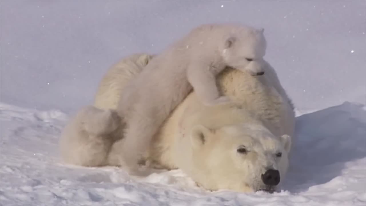 Polar Bear Love 💖 Baby Ice BEAR CUBS Cling to Mama! Des petits TRÈS mignons Canada Wild 🇨🇦