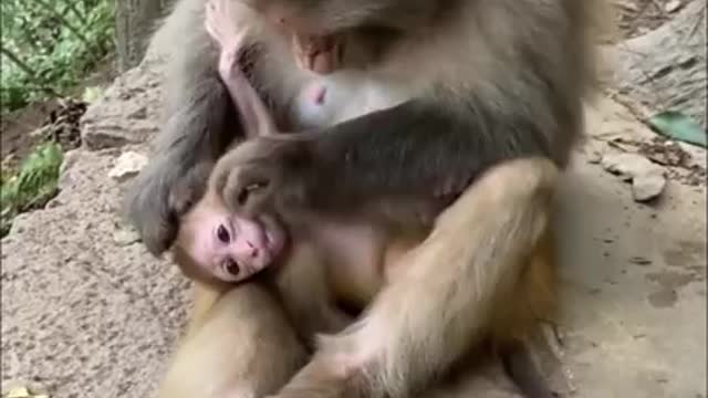 Try Don't laugh. Most funny videoπππ