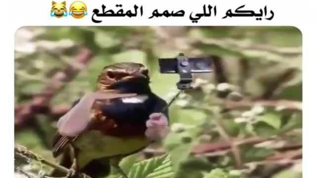 😂😂😂😂تركيب يفوز