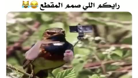 😂😂😂😂تركيب يفوز