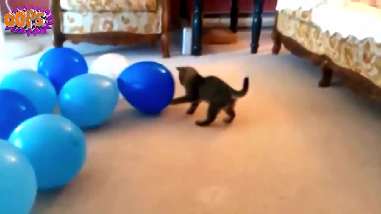 Cat and Balloons