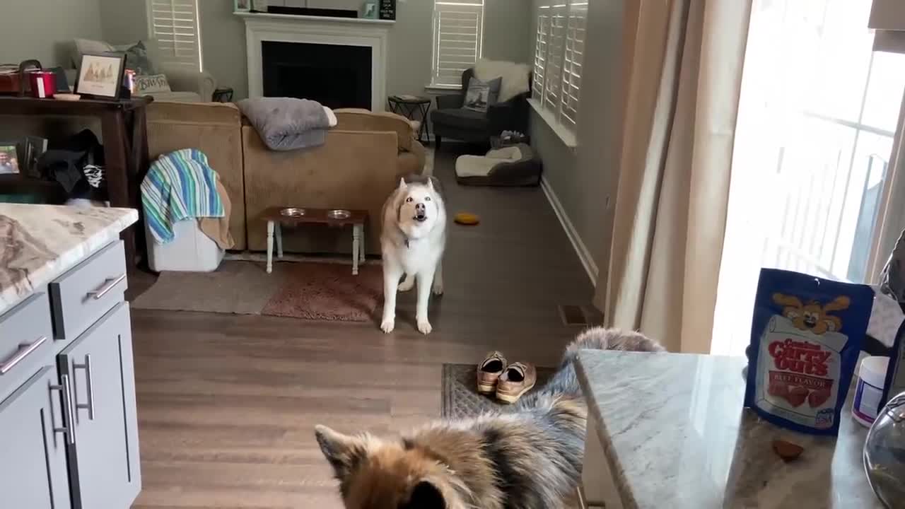 Husky demands water bowl refill