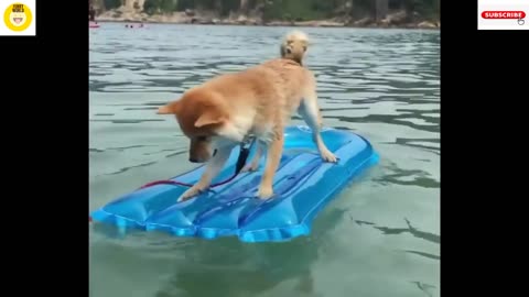 Funny Shiba Video Compilation - Best Funny Dog Videos 2020