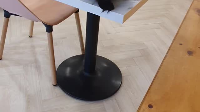 The black cat next to me likes me