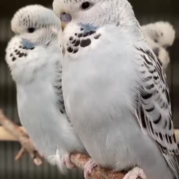 A group of lovebirds taking an afternoon nap