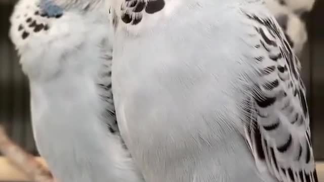 A group of lovebirds taking an afternoon nap