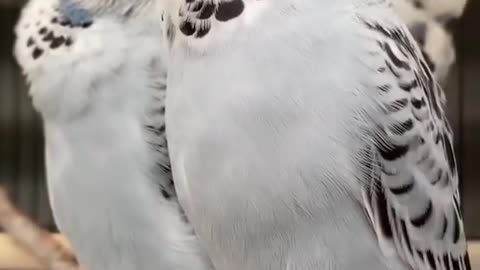 A group of lovebirds taking an afternoon nap