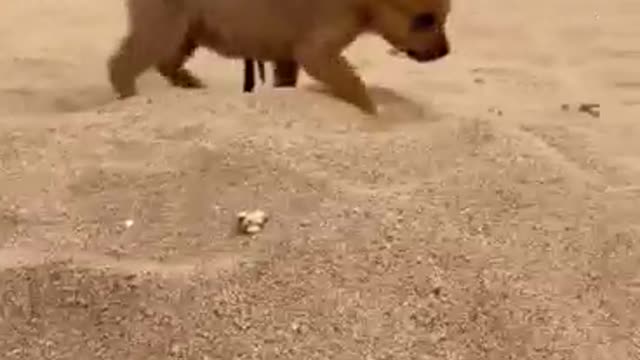 Dog and bird