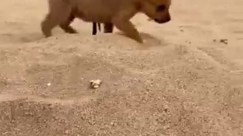 Dog and bird