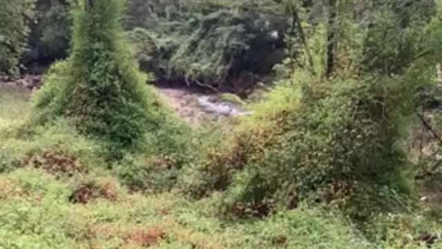 A summer walk along a creek