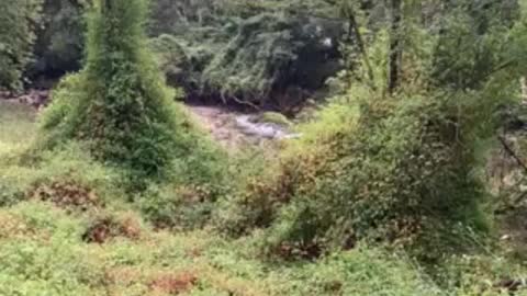 A summer walk along a creek