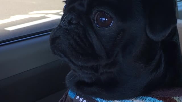 Impatiently pug