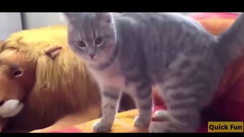 Dogs and Cats Very Funny Videos