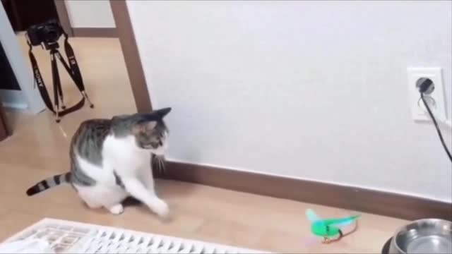 watch and laugh funny cat babies