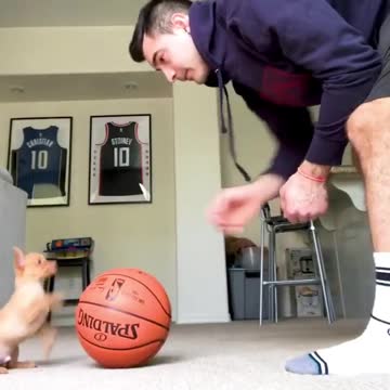 WATCH : Little Dog With Amazing Balancing Skills! 😍 #Shorts #Dog_Balancing_Skills #dog_videos