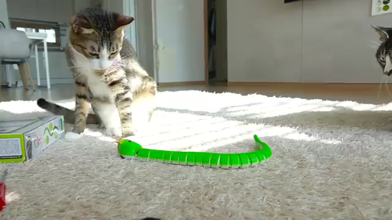 The funny reaction of cats who saw a toy snake