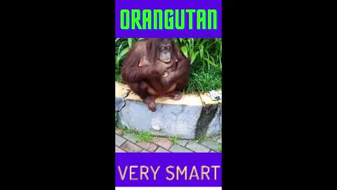 Orangutans - Learn how to drink & run